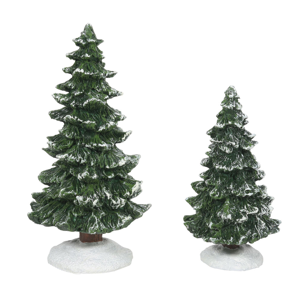 Christmas Spruces st/2