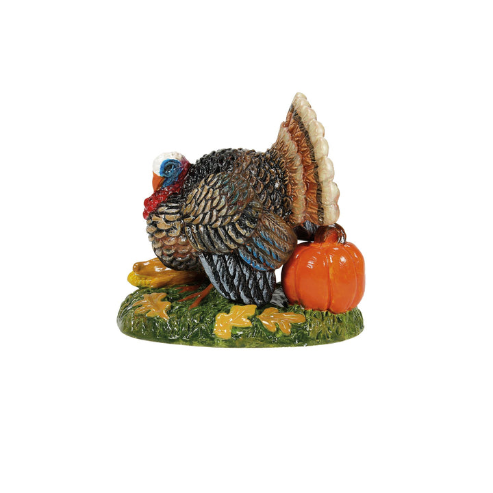 Tom Turkey